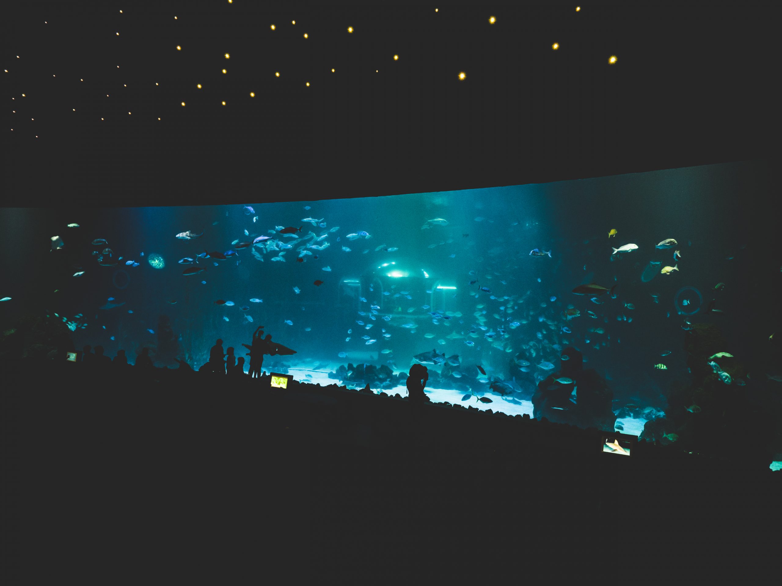 Un gigantesque aquarium