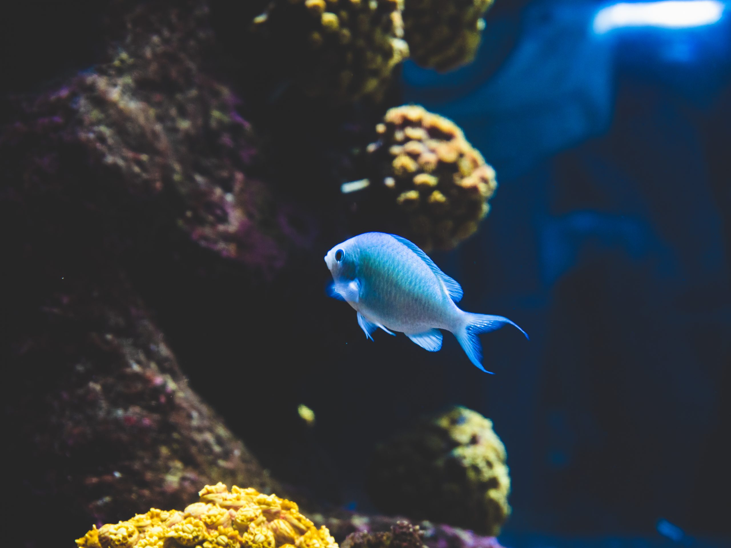 Un poisson nage dans un aquarium