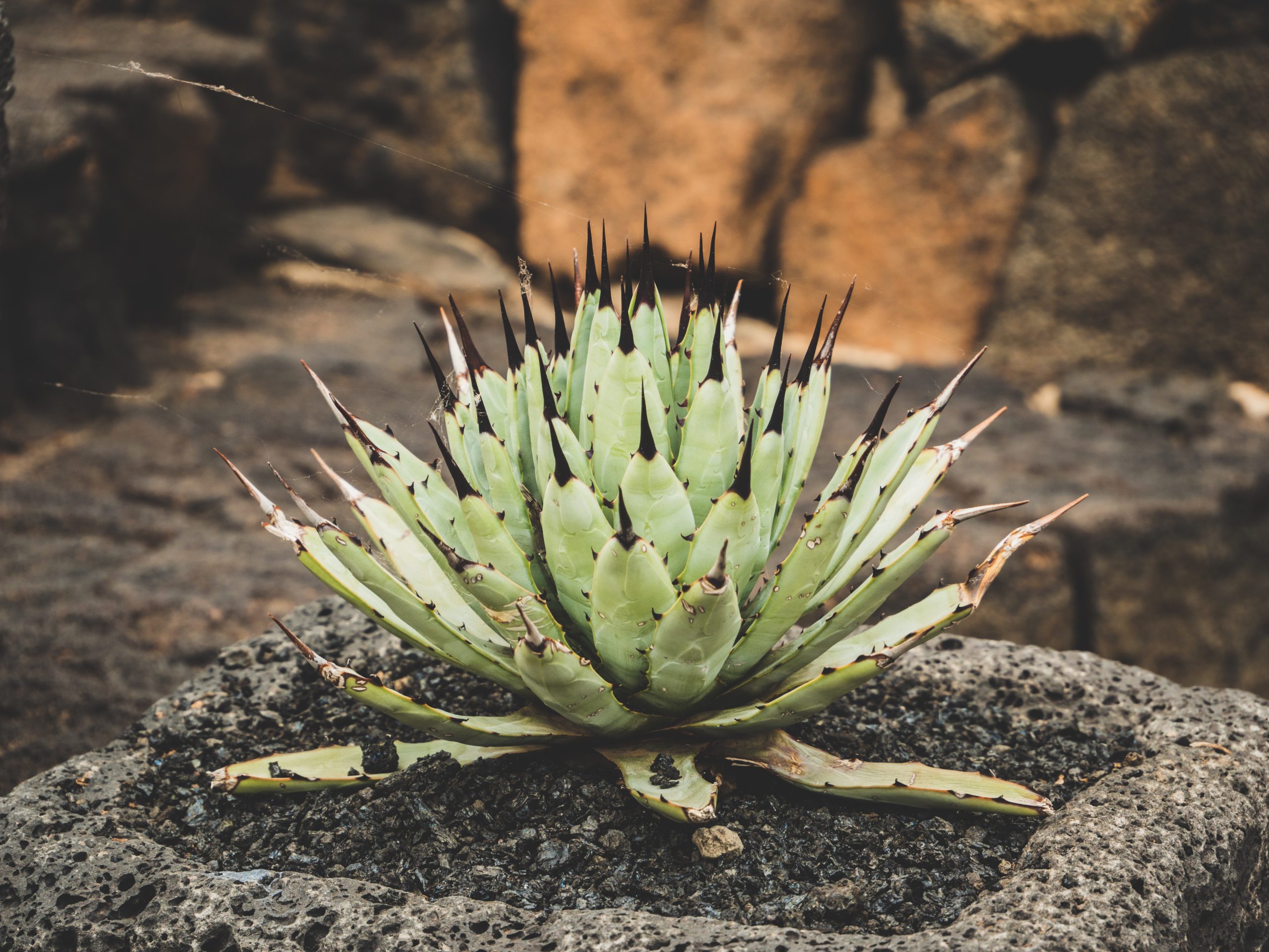 Lors de la balade de nombreuses espèces de cactus sont visibles