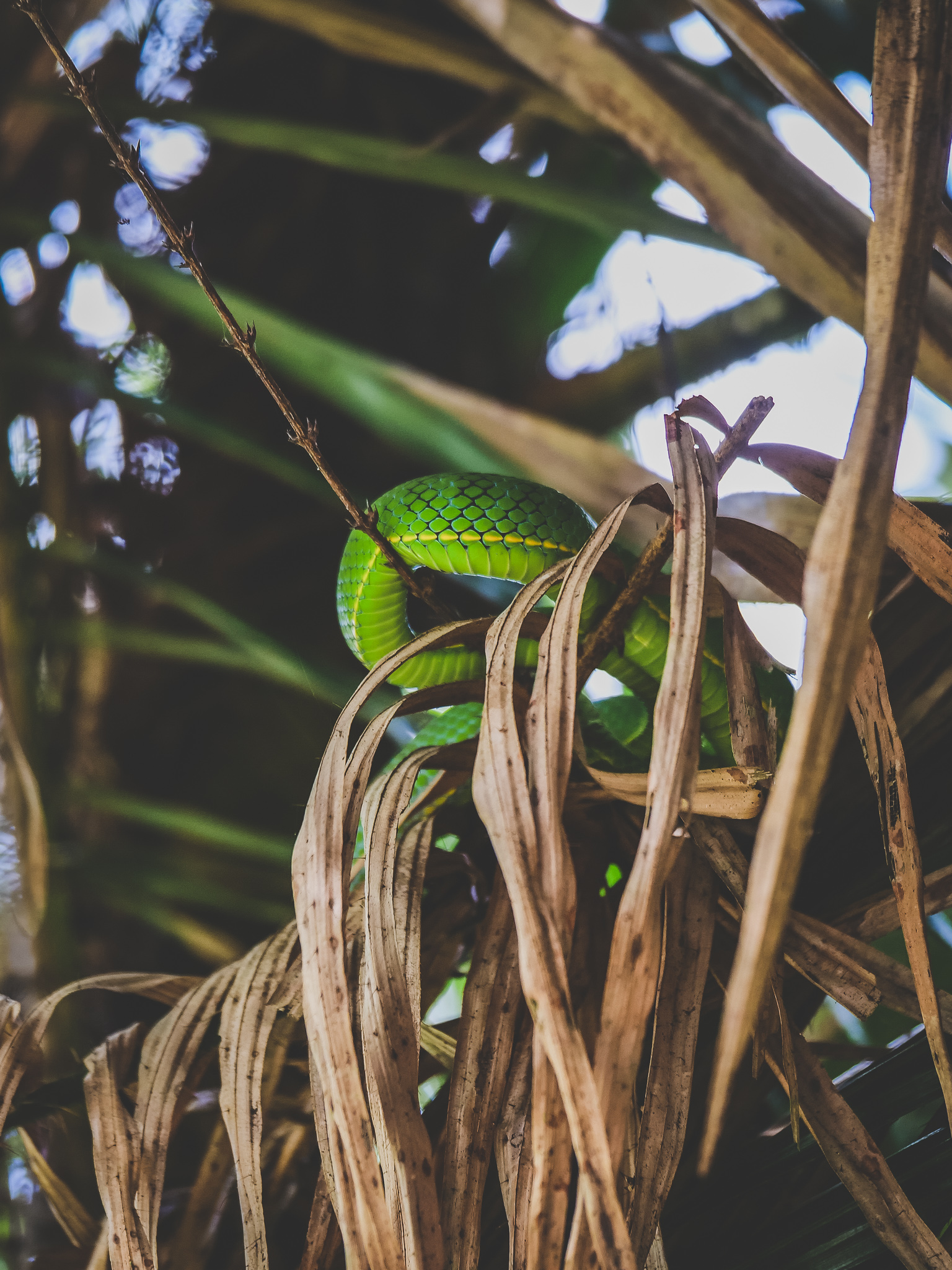 observer des serpents à Khao Yai
