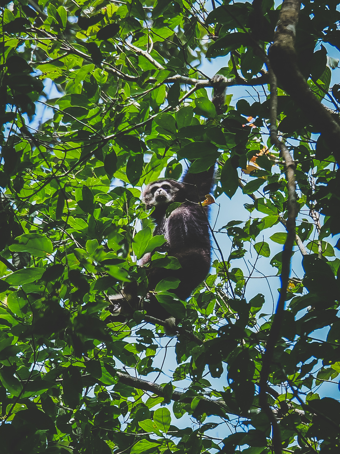 observer des gibbons à Khao Yai