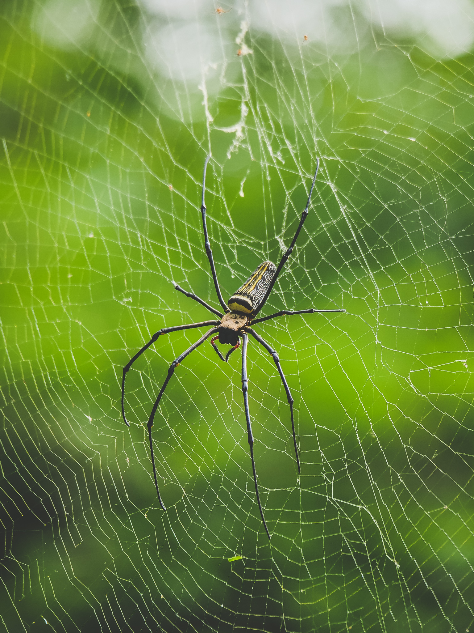 observer des araignées à Khao Yai