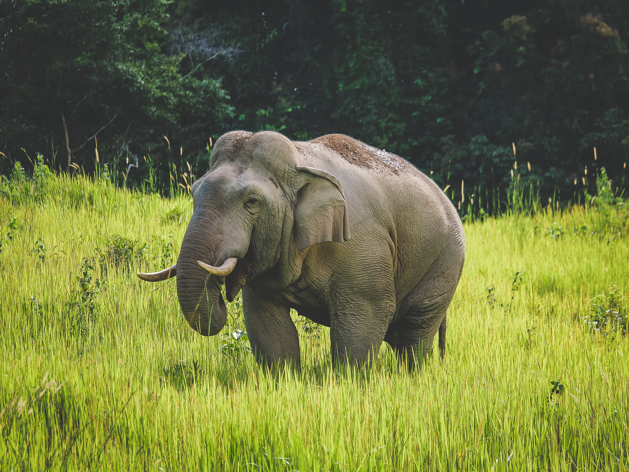 observer des éléphants sauvages à Khao Yai