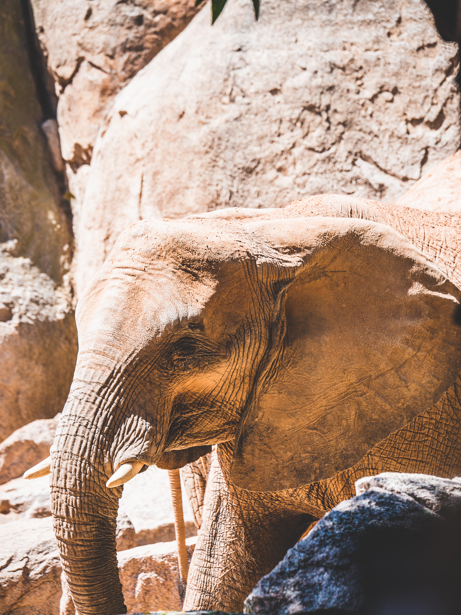 Tête d'un éléphant au Bioparc de Valencia