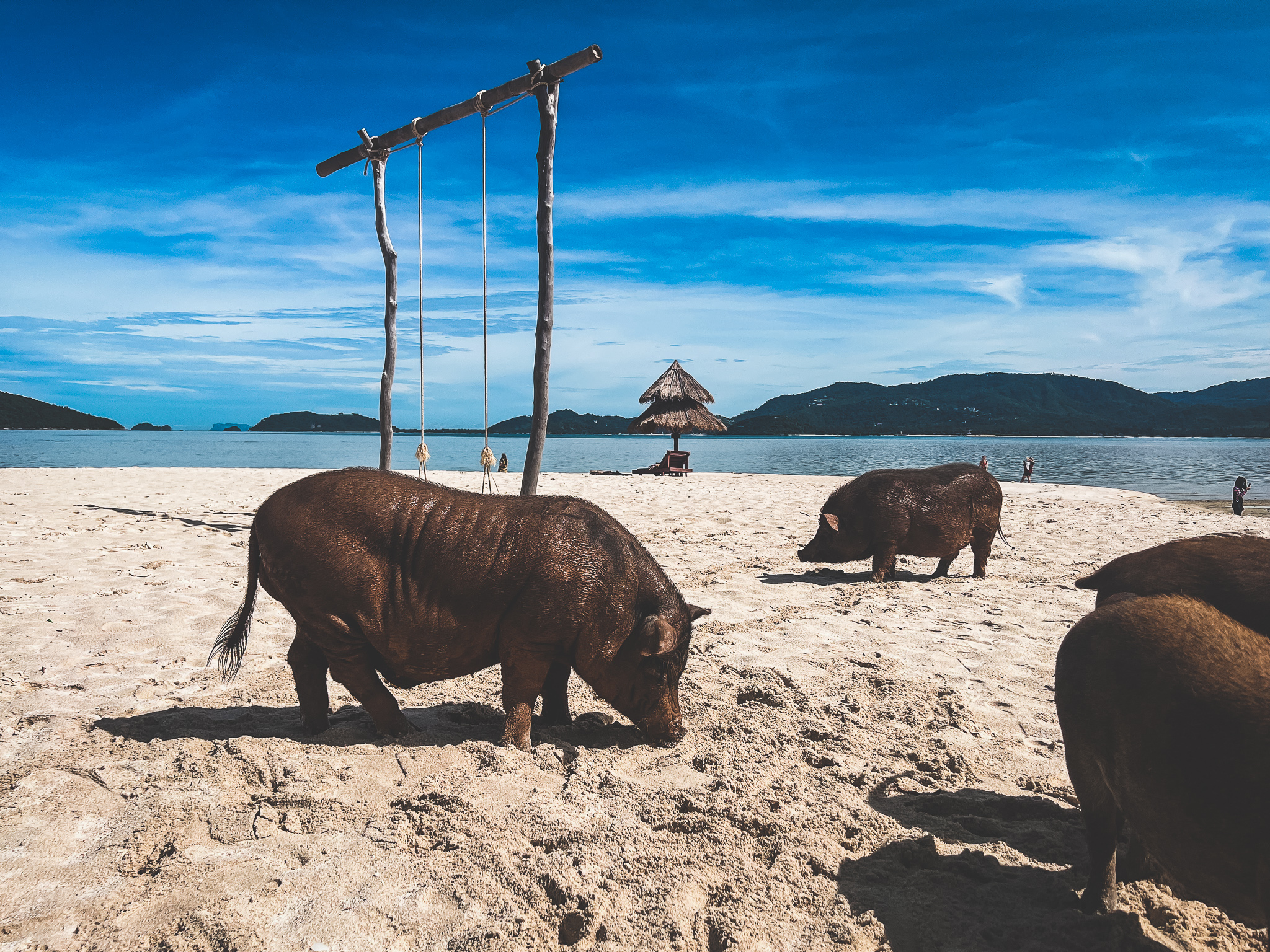Plusieurs cochons sur la plage de Pig Island