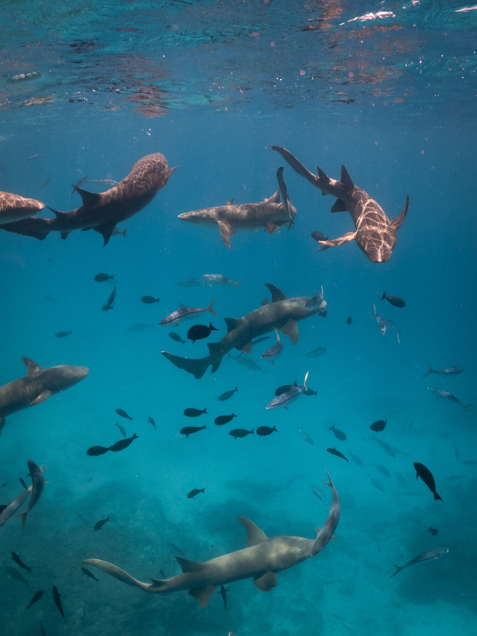De nombreux requins aux maldives.